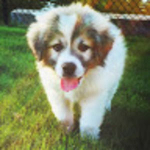 Meet your Posher, Bailey